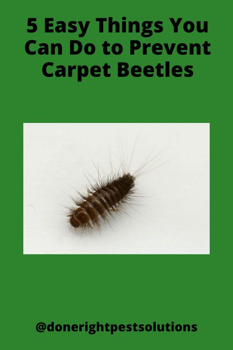 Learn about 7 different types of carpet beetles & 5 easy things you can do to prevent them from infesting your home! Carpet Beetles How To Get Rid Of, Dermestid Beetles, Carpet Beetles, Psychological Effects, Brown Carpet, Diatomaceous Earth, Black Carpet, Types Of Carpet, Life Stages