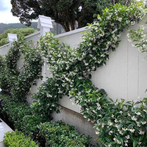 HEDGE Garden Design & Nursery on Instagram: “Want to know how to do this? . I’ve added a new help page to my website on “How to espalier Chinese Star Jasmines”. Link in bio 😎” Hedge Garden Design, Hedge Garden, Chinese Star, Front Garden Design, Star Jasmine, Formal Garden, Garden Trellis, Courtyard Garden, Nursery Design