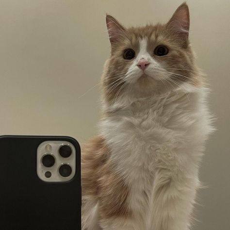 Cats , cat selfie , cute cats , instagram Cat Holding Phone Selfie, Cat Mirror Selfie, Iphone Wallpaper Illustration, Iphone Mirror Selfie, Cats Instagram, Trouble Makers, Iphone Selfie, Color Me Mine, Cool Nike Wallpapers