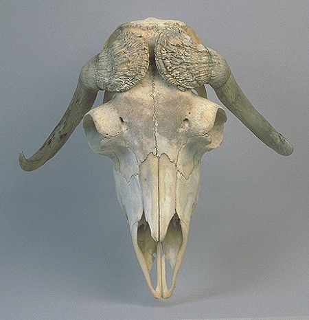 Musk Ox skull Demon Of Wrath, Ox Skull, Musk Ox, Animal Reference, Animal Skulls, Creature Design, Ox, Skeleton, Living Room