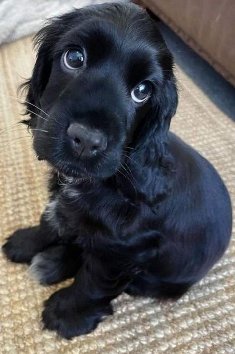 Perro Cocker Spaniel, Really Cute Puppies, Cute Animals Puppies, Very Cute Dogs, Really Cute Dogs, Cute Little Puppies, Fluffy Dogs, Pretty Animals, Silly Dogs