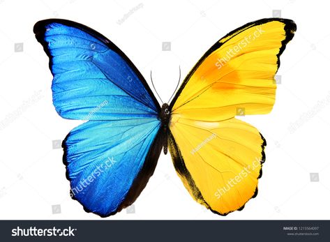 butterfly with blue-yellow wings isolated on white backgroundyellow#blue#butterfly#wings Blue Butterfly Wings, Butterfly Printable, Art Night, Vintage Business, Wings Art, Yellow Butterfly, Night Art, White Butterfly, Blue Butterfly