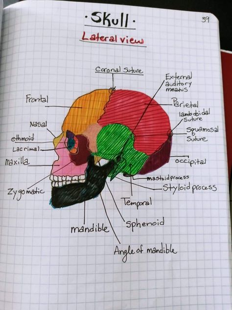 Skull Notes Anatomy, Lateral View Of Skull, Skull Anatomy Study Notes, Skull Bones Anatomy Notes, Skull Bones Anatomy, Skull Notes, Anatomy Notes Aesthetic, Human Anatomy Notes Aesthetic, Skeleton Notes