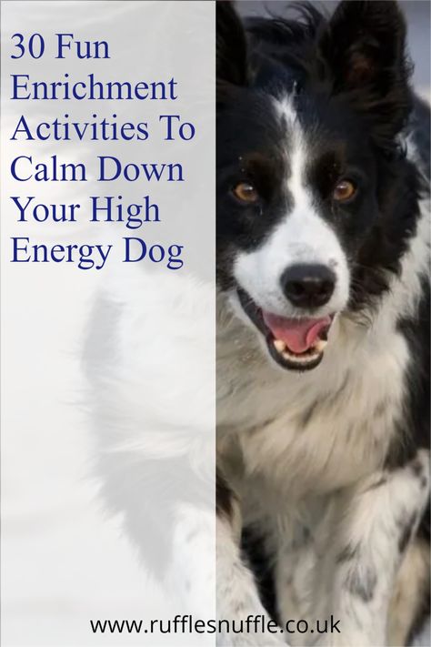 Active Dog Activities, Puppy Mental Stimulation Diy, High Energy Dogs Tips, Puppy Mental Stimulation, Indoor Enrichment For Dogs, High Energy Dog Breeds, Large Dog Enrichment Ideas, Border Collie Enrichment, Mental Exercise For Dogs