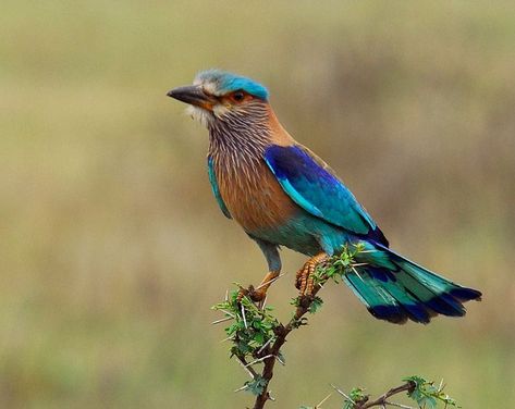 Indian Roller (Coracias benghalensis) Neelkanth Bird, Indian Roller Bird, Roller Bird, Indian Birds, Indian Blue, Bee Eater, State Birds, Animals Friendship, Game Birds