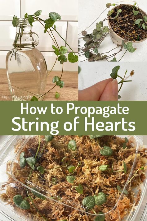 String Of Hearts Plant, Ceropegia Woodii, String Of Hearts, Plant Care Houseplant, Succulent Garden Diy, Plant Hacks, Succulent Gardening, Veg Garden, New Roots