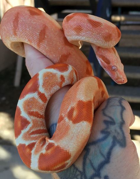 sunglow het leopard boa? Cool Looking Animals, Sunglow Boa, Rainbow Boa Snake, Ball Python Colors, Beaux Serpents, Blood Python, Danger Noodles, Cool Snakes, Pretty Snakes