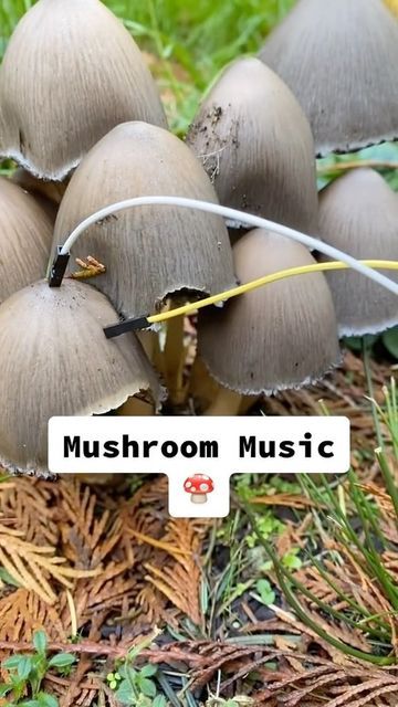 Mushroom Music, Monet Art, Mushroom Coffee, Sound Art, Life Form, Sounds Good, Best Funny Pictures, Sounds Like, Meme Pictures