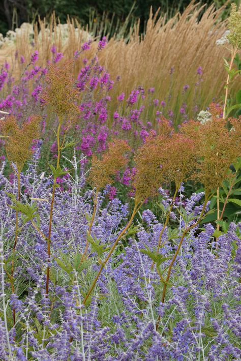 Jones Road- Late July '14 | da Adam Woodruff Adam Woodruff, Naturalistic Garden, Landscape Elements, Backyard Inspiration, Plant Combinations, Ornamental Grasses, Grasses, Flower Beds, Wild Flowers