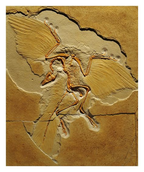 How do fossils form? - The Australian Museum Archaeopteryx Fossil, Carnivore Teeth, Sleeping Pose, Feathered Dinosaurs, Paleo Foods, Living In China, Flightless Bird, Modern Birds, Dinosaur Skeleton