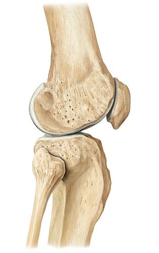 Skeleton - R Lateral Knee Knee Joints Drawing, Knee Anatomy, Joints Anatomy, Human Knee, Medical Infographic, Knee Bones, Bone Drawing, Fascia Blaster, Human Skeleton Anatomy