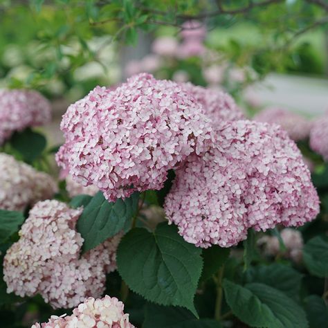 All About Hydrangeas | GreatGardenPlants.com Pinnacle Hydrangea, Blush Hydrangea, Incrediball Hydrangea, Rose Fertilizer, Annabelle Hydrangea, Bigleaf Hydrangea, Smooth Hydrangea, Hydrangea Arborescens, Hydrangea Quercifolia