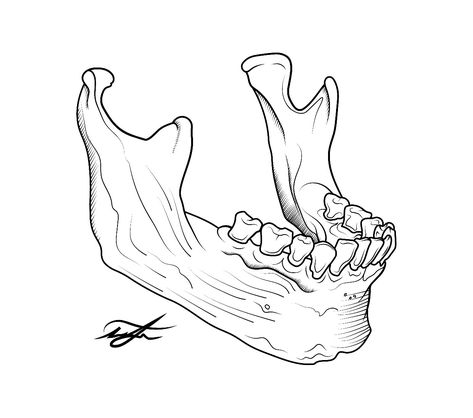 Skull Jaw Drawing, Skeleton Jaw Tattoo, Human Jaw Tattoo, Skull Jaw Tattoo, Open Jaw Skull, Jaw Bone Tattoo, Jaw Drawing, Skull Drawing Tattoo, Skull Jaw