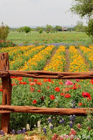 Farm Moodboard, Flower Farms, Cut Flower Farm, Farm Ideas, Cut Flower Garden, Farms Living, Down On The Farm, Texas Travel, Wooden Fence