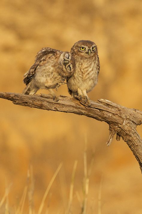 . Desert Owl, Awesome Owls, Bird Barn, Burrowing Owl, Owl Photos, Owl Pictures, Beautiful Owl, Airbrush Art, Owl Bird