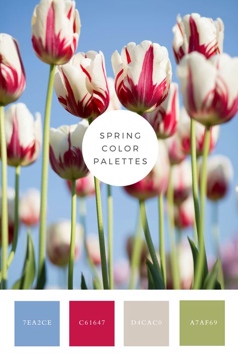 This image features a vibrant display of tulips with white petals streaked with bold red accents, standing tall against a clear blue sky. The striking contrast between the flowers and the sky creates a fresh, springtime feel. Red Contrast Color, Color Generator, Spring Red, Spring Color Palette, White Petals, Red Colour Palette, Color Rush, Pastel Colour Palette, Color Picker