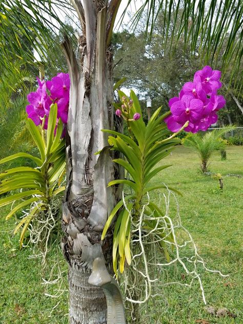 Hanging orchids Orchids On Trees, Hanging Orchid, Tropical Garden, Backyard Garden, A Tree, Garden Ideas, Trunk, Orchids, Soil