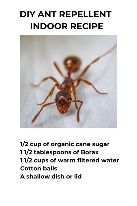 Ant Repellent DIY Indoor Recipe - The Hobby Wife Borax Ant Poison Recipe, Natural Ant Repellant For Home, Diy Ant Killer Indoor, Ant Repellent Diy Indoor, Poison Recipe, Natural Ant Repellant, Ants Repellent Diy, Ant Repellant, Diy Ant Killer