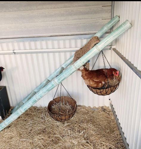 Backyard Chicken Coop Hacks, Tire Nesting Boxes For Chickens, Space Saving Chicken Coop, Duck Toys For Coop, Barn Chicken Coop Ideas, Chicken Coop Toys Diy, Chicken Coop Run Plans, Chick Coop Ideas Diy, Chicken Coop Nesting Box Ideas