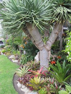 Japie's Tropical Garden, Capetown, South Africa. - like the bromeliads as under planting's with the Clivias mixed in for extra colour Capetown South Africa, Garden Objects, Nature Ideas, Bali Garden, Florida Landscaping, California Palm Trees, Tropical Backyard, Backyard Plants, Tropical Landscape