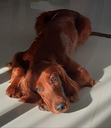 Irish Red Setter Aesthetic, Irish Setter Aesthetic, Red Setter Dog, Irish Setter Puppy, Setter Dogs, Dog Emotions, Irish Red Setter, The Symbiotic Relationship Between, Red Setter