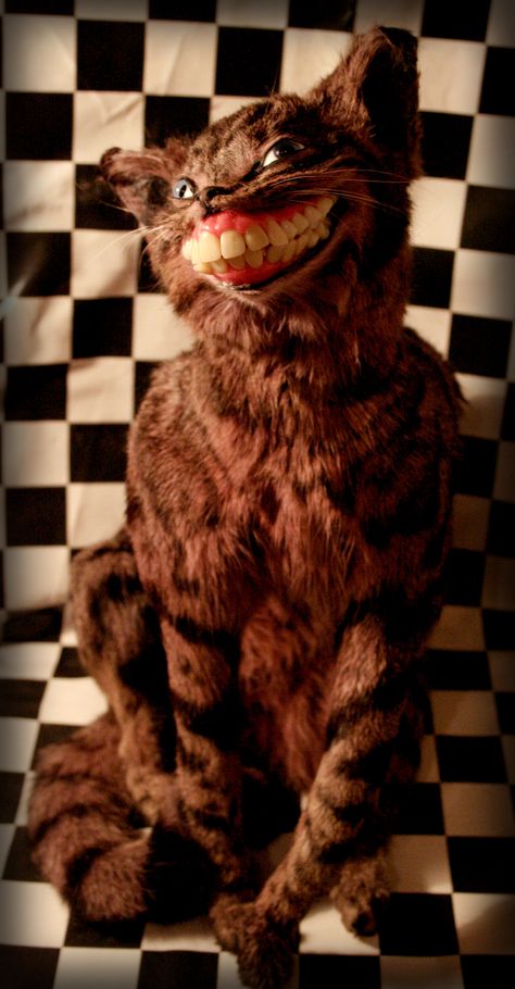 Taxidermy Cheshire Cat 2 Rouge Taxidermy, Taxidermy Fails, Rogue Taxidermy, Funny Taxidermy, Bad Taxidermy, Ed Gein, Dead Animals, South Shore Decorating, Norman Bates