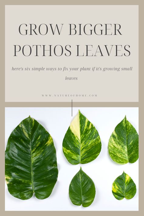 In the wild, pothos plants display incredible, large heart-shaped leaves. Unfortunately, indoors, these plants produce smaller leaves. But you can still do a few things to encourage big leaf growth. Want to increase your footprint? Then, check out this guide on how to fix small leaves on pothos plants. Big Pothos Plant, Pothos Indoor Ideas, Big Leaf House Plants, Large Pothos Indoor, Large Pothos Plant, Pothos Display, Pothos Display Ideas, Pathos Plant Decor, Pothos Decor Ideas