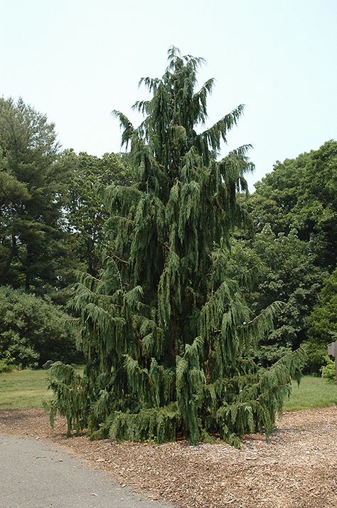 Weeping Nootka Falsecypress (Chamaecyparis nootkatensis 'Pendula') at Stauffers Of Kissel Hill Weeping Nootka Cypress, Weeping Cypress Tree, Berm Ideas, Weeping Evergreen Trees, False Cypress, Conifer Garden, Shrubs For Landscaping, Weeping Trees, Evergreen Landscape