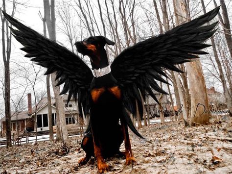 Guardian Angel Western Dog Collars, Doberman Pinscher Puppy, Doberman Love, Doberman Pinscher Dog, Doberman Puppy, Pet Halloween Costumes, Doberman Dogs, Dog Halloween Costumes, Fantasias Halloween