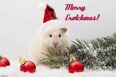 Labyrinth group fanfic meme Hamster Wallpaper, Christmas Hamster, Pet Clothes Patterns, Hamster Cages, Cute Hamsters, Pet Dress, Jingle All The Way, Christmas Costumes, Christmas Mood