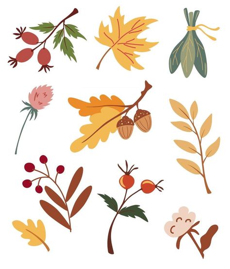 Set of autumn dried leaves, berries and flowers. Collection of various Acorns, maple, rosehip, cotton and branches. Organic herbarium. Fall forest foliage and autumnal elements vector illustrations. Forest Foliage, Floral Graphic Design, Fall Forest, Leaves Illustration, Leaf Illustration, Autumn Illustration, Leaves Vector, Holiday Patterns, Dry Leaf