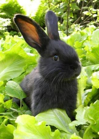 Black Bunny, Black Rabbit, Grey Bunny, Bunny Lovers, Pet Rabbit, Baby Bunnies, Hamsters, Sweet Animals, Animal Photo