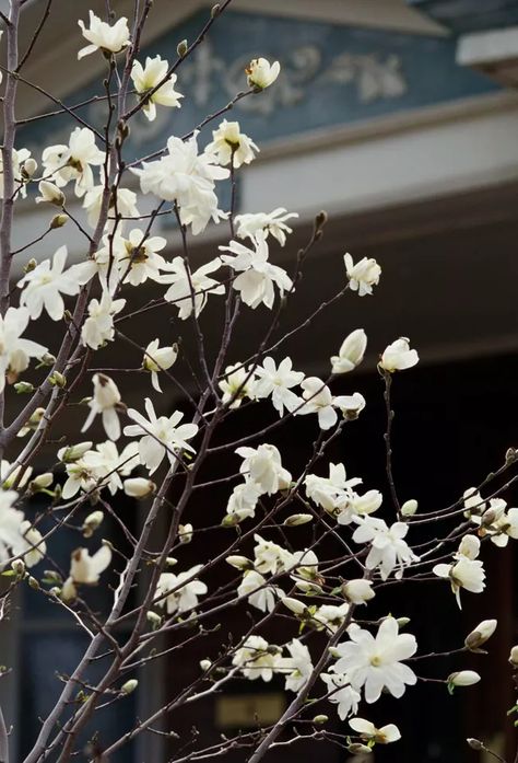 Yes, You Can Grow Magnolia Trees in Pots—Here's How to Succeed Star Magnolia Tree, White Magnolia Tree, Magnolia Bush, Magnolia Denudata, Trees In Pots, Star Magnolia, Spring Flowering Trees, Landscape Ideas Front Yard Curb Appeal, Magnolia Stellata