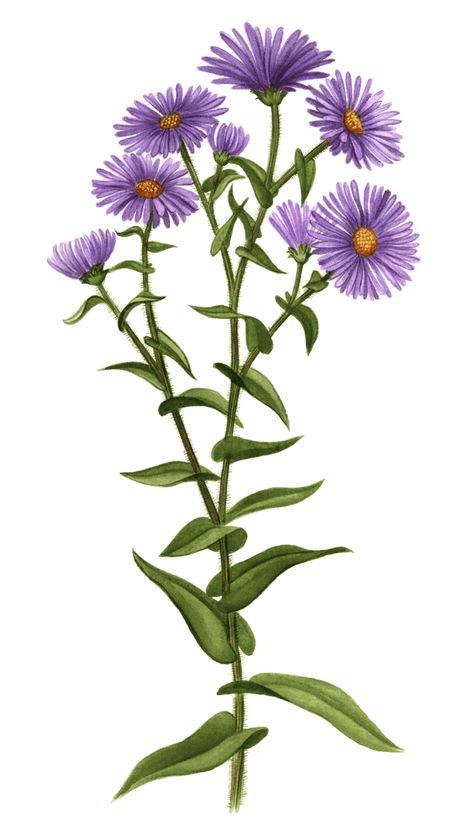 Maine Native Plants | Maine Native Plant Finder Maine Native Plants, Aster Illustration, New England Aster, River Tattoo, Hummingbird Photos, Aster Flower, Butterfly Photos, Craft Night, Bird Photo