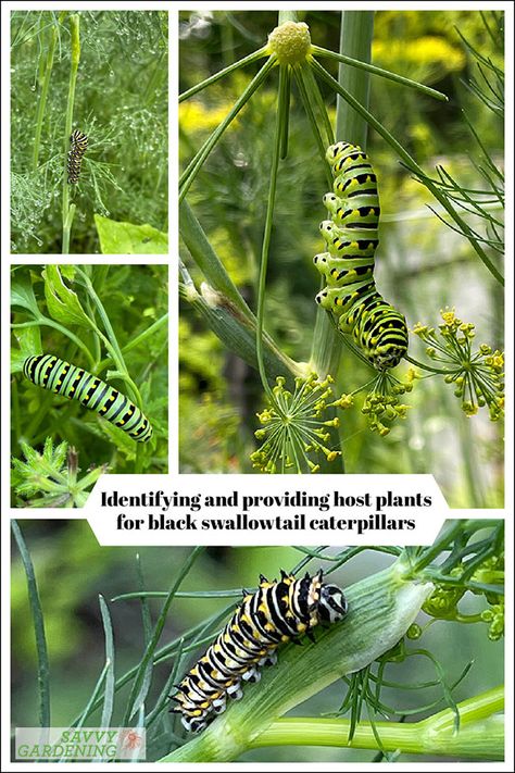 Caterpillar On Dill In Your Garden? What To Do If You Spot One Planting Dill, Black Swallowtail Butterfly, Parsley Plant, Stages Of A Butterfly, Black Swallowtail, Types Of Butterflies, Monarch Caterpillar, Attracting Beneficial Insects, Garden Pest Control