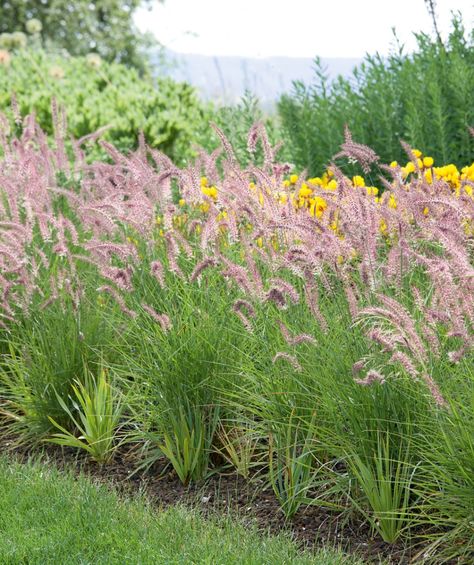 Karley Rose Oriental Fountain Grass - Bower & Branch Fountain Grass, Window Box Flowers, Yard Landscape, Planting Ideas, Tall Flowers, Grasses Garden, Rose Trees, Plant Photography, Ground Cover Plants