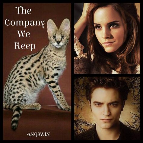 The Company We Keep by ANGSWIN - Hermione Granger/Edward Cullen - Rating: light M - Summary: A case of mistaken identity, an affectionate cat, and a whole lot of books bring an unlikely couple together. - AO3 Link: https://archiveofourown.org/works/19241578 - FFN Link: https://www.fanfiction.net/s/13332023/1/The-Company-We-Keep A03 Link, Ao3 Link, Fanfiction Net, Harry Potter Crossover, Couple Together, Should Have Known Better, Cedric Diggory, New Neighbors, Meant To Be Together