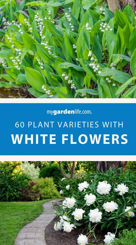 Showcase garden elegance with our guide to 60 Plants with White Flowers. Elevate your landscape with a curated selection of white flower varieties that exude timeless beauty. Find more flower gardening tips and flower varieties at MyGardenLife.com. Plants With White Flowers, White Perennial Flowers, Big White Flowers, Tranquil Garden, Garden Layouts, Flower Varieties, Garden Life, Front Landscaping, Border Plants