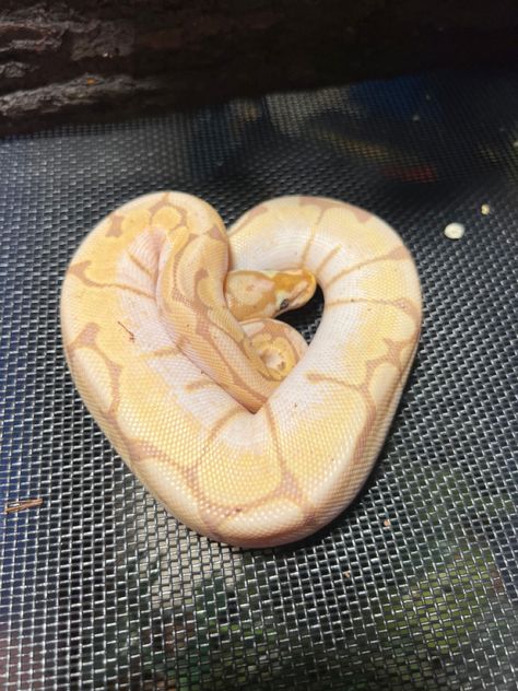 Banana Spider Ball Python, Pastel Banana Ball Python, Banana Python, Cute Snek, Banana Snake, Cute Ball Python, Banana Ball Python, Banana Spider, Ball Python Snake