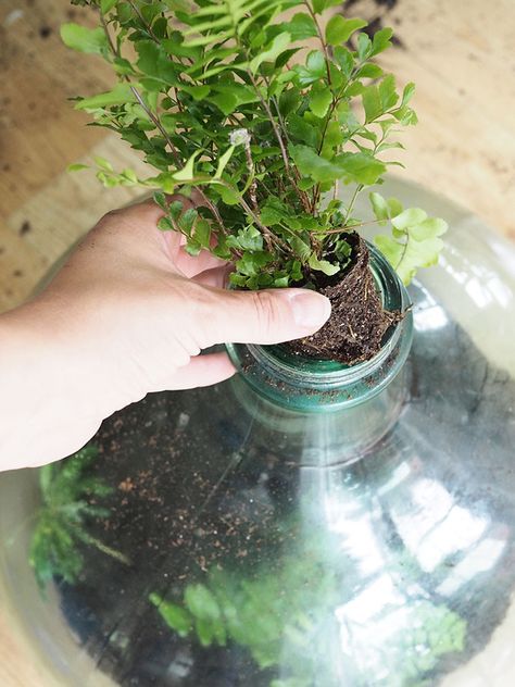 How to plant up a closed carboy bottle terrarium | Growing Spaces Terrarium Bottle, Closed Terrarium Plants, Build A Terrarium, Bottle Terrarium, Plant In Glass, Taman Air, Terrarium Jar, Plants In Bottles, Beautiful Terrariums