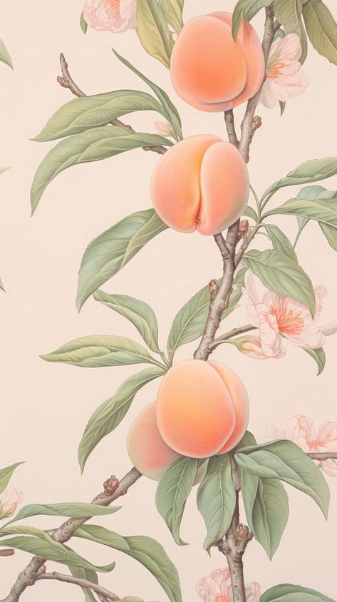 Wallpaper peach backgrounds plant fruit. | premium image by rawpixel.com / Nunny Peach Background Wallpapers, Peaches Background, Peaches Wallpaper, Room Phone, Orange Pictures, Art Deco Flowers, Deco Flowers, Peach Wallpaper, Peach Background