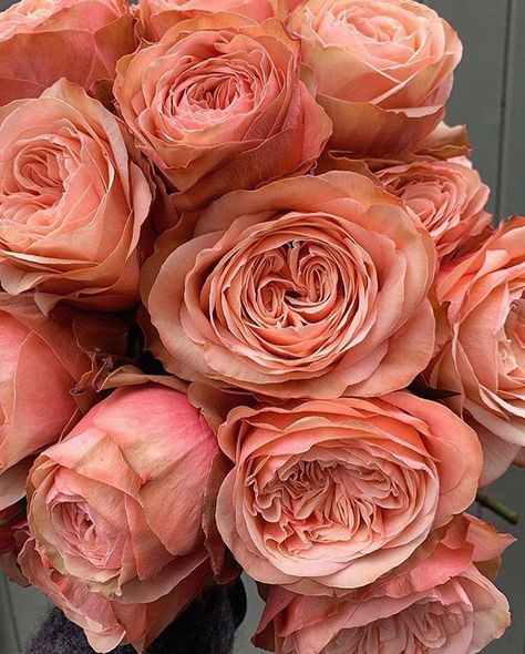 Yet more flowers 😍😍 This time @fairynuffflowers is showcasing incredible Kahala roses ❤️✨ Gorgeous! 👰🏻🐝💕 Kahala Rose, Garden Types, Cut Flower Garden, Rose Bouquet, Cut Flowers, Pink Aesthetic, Pretty Flowers, Rose Cut, Happy Valentine