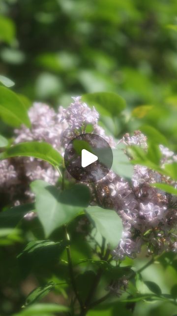 Vicky Farrell on Instagram: "How I get my dreamy soft focus videos 🧚🏻✨✌🏻 Perfect for that vintage, soft aesthetic. Gives the most ethereal glow to plants and flowers 🌸 my favourite lens filter for sure! @tideoptics 

Used this over my iPhone lens, but its generally made for camera lenses (which I usually use it on) ✨🌸🌟

soft lens filters, aesthetic photography, iPhone photography, tide optics strong cinesoft, creative photography #cinesoft #tideoptics #lensfilter #dreamyphotography #aestheticvideos #vintageaesthetic #cinesoftlensfilter #softfocusphotography #dreamyaesthetic #iphonephotography" Vintage Soft Aesthetic, Filters Aesthetic, Iphone Lens, Photography Iphone, Soft Lens, Dreamy Photography, Lens Filters, Soft Aesthetic, My Iphone