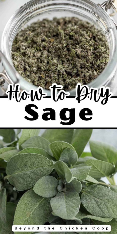 What To Do With Sage Leaves, Drying Sage Leaves, Fresh Sage Uses, Sage Spice, Dry Sage, Drying Fresh Herbs, Growing Sage, Sage Recipes, Homemade Breakfast Sausage