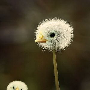 Animals Photoshopped Into Plants Animal Mashups, Photoshopped Animals, Funny Photoshop, Fake Animals, A Dandelion, Weird Animals, Freelance Graphic Design, Animal Memes, 귀여운 동물