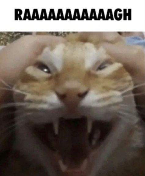 Cat Reaction, Cat Behaviour, Funny Looking Cats, Animatronic Fnaf, Silly Cats Pictures, Reaction Pics, Cat Boarding, Silly Animals, Funny Cute Cats