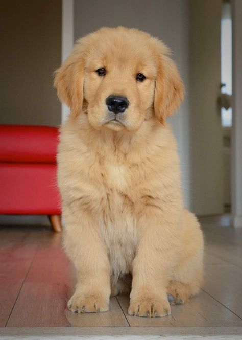 Golden Retriever Baby, Chien Golden Retriever, Golden Puppies, Golden Retriever Puppies, Retriever Puppies, Cute Little Puppies, New Best Friend, Golden Retriever Puppy