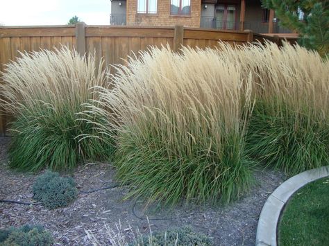 Photo of Feather Reed Grass (Calamagrostis x acutiflora 'Karl Foerster') uploaded by Paul2032 Tree Flower Bed, Driveway Planting, Landscaping Borders, Diy Lake, Foxtail Grass, Ranch Landscape, Planting Palette, Pool Surround, Feather Reed Grass