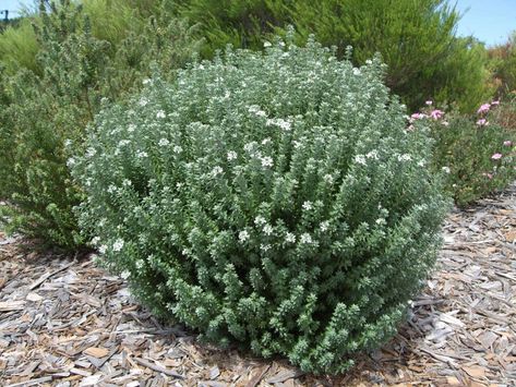 Westringia fruticosa 'Grey Box' - Dwarf Coast rosemary Westringia Fruticosa, Australian Native Garden, Hedging Plants, Australian Plants, Small Shrubs, Australian Native Plants, Coastal Gardens, Garden Shrubs, Dry Creek