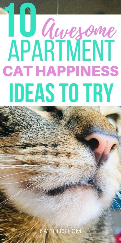 Catification Ideas Diy Apartment, Small Cat Space Ideas, Cats In An Apartment, Indoor Cats Ideas, Cat Entertainment Indoor Diy, Cat Entertainment Ideas, Cat Products For The Home, How To Play With Cats, Best Cat Products